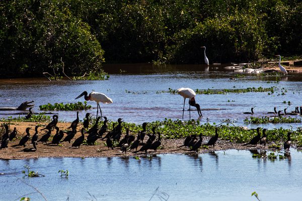 10 Pantanal Wildlife