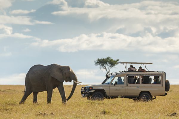 Elephant and vehicle on game drive Kenya