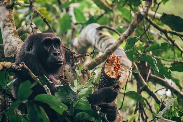 A gorilla eating fruit seeds Kamba Classic Portfolio Congo