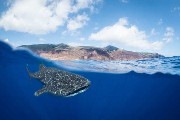 A whale shark off St Helenas coast Photo by Beth Taylor