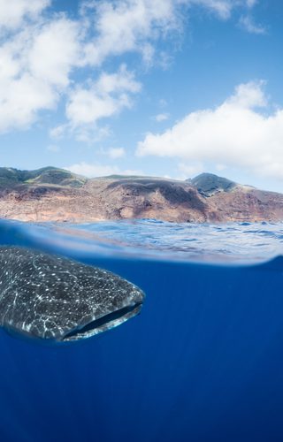 A whale shark off St Helenas coast Photo by Beth Taylor