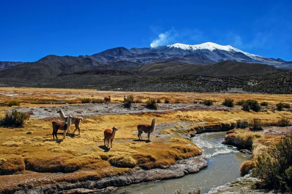 Alpacas and mountains Bolivia min