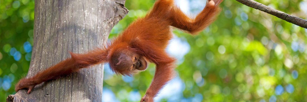 Baby orangutan Borneo