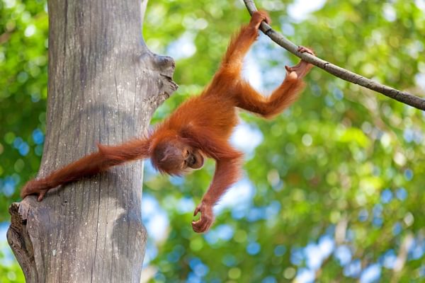 Baby orangutan Borneo