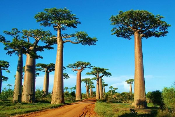 Baobab Alley
