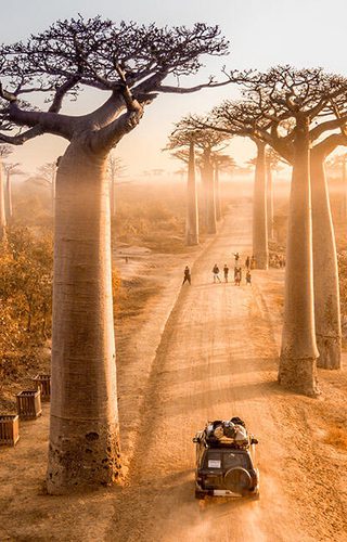 Baobab madagascar