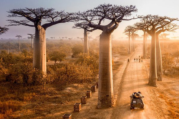 Baobab madagascar