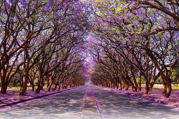 Blooming Jacaranda Trees Lining Milton Avenue In Harare