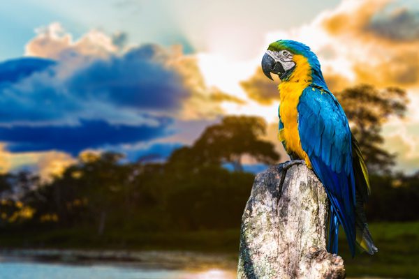 Blue and yellow Macaw in the Pantanal Brazil