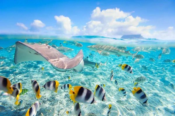 BOB Authentic Shark Lagoon Safari 8 Bora Bora