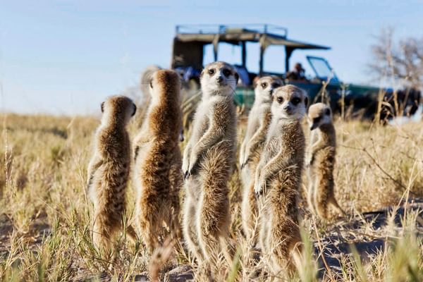 Botswana Makgadikgadi Pans San Camp Family Of Meerkats