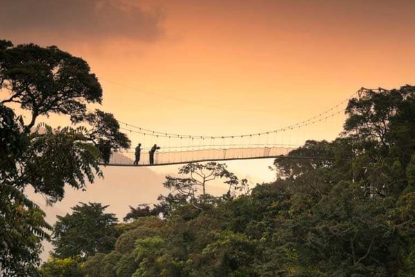 Canopy Walk Chimpanzee Tracking Nyungwe Forest National Park Rwanda 3