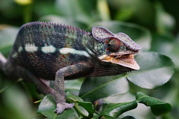 Chameleon