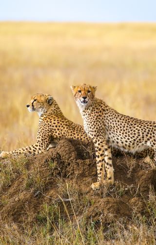 Cheetahs In The Serengeti