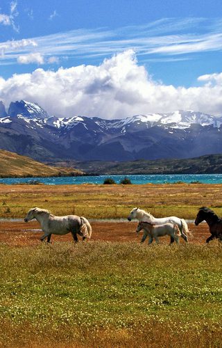 Chile Torres del Paine horses