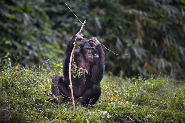 Chimpanze Congo Canva Pro