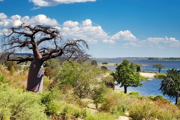 Chobe River