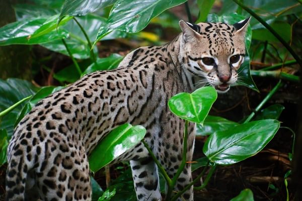 Costa Rica Ocelot