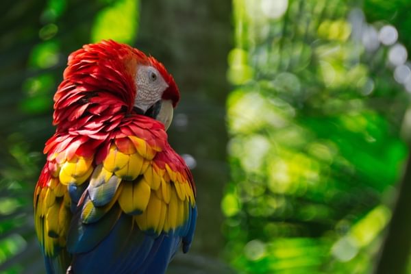 Costa Rica Scarlet Macaw