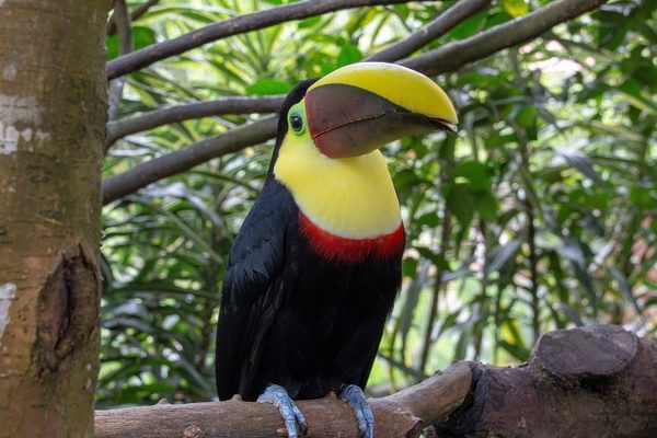 Costa Rica Toucan 2