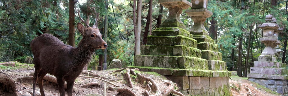 Deer temple Nara Japan min