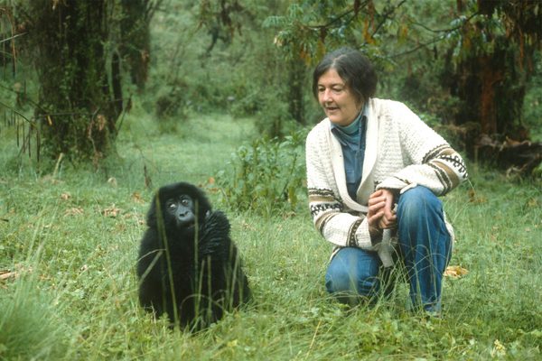 Dian Fossey Mountain Gorilla Rwanda