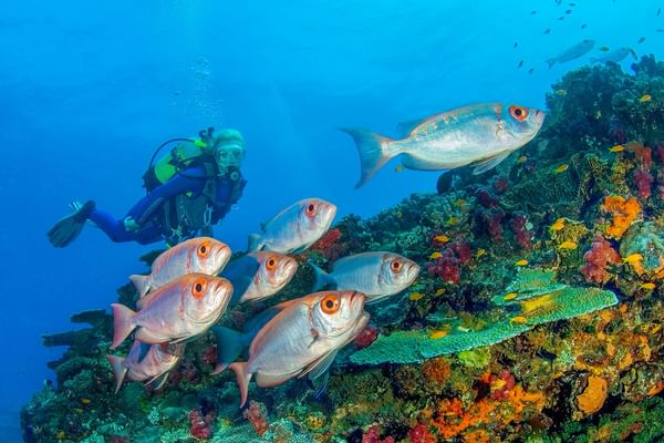 Diving At Azura Quilalea In The Quirimbas