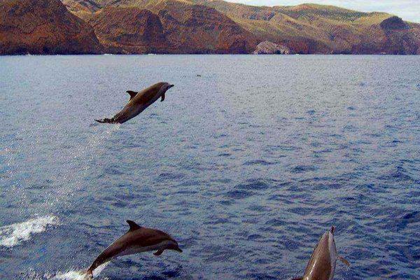 Dolphin watching on St Helena