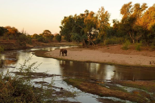 Elephant by River Kruger National Park