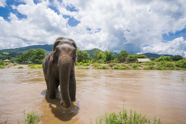 Elephant In Periyar National Park