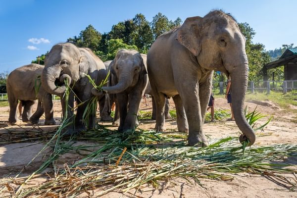 Elephant jungle sanctuary Thailand Canva pro