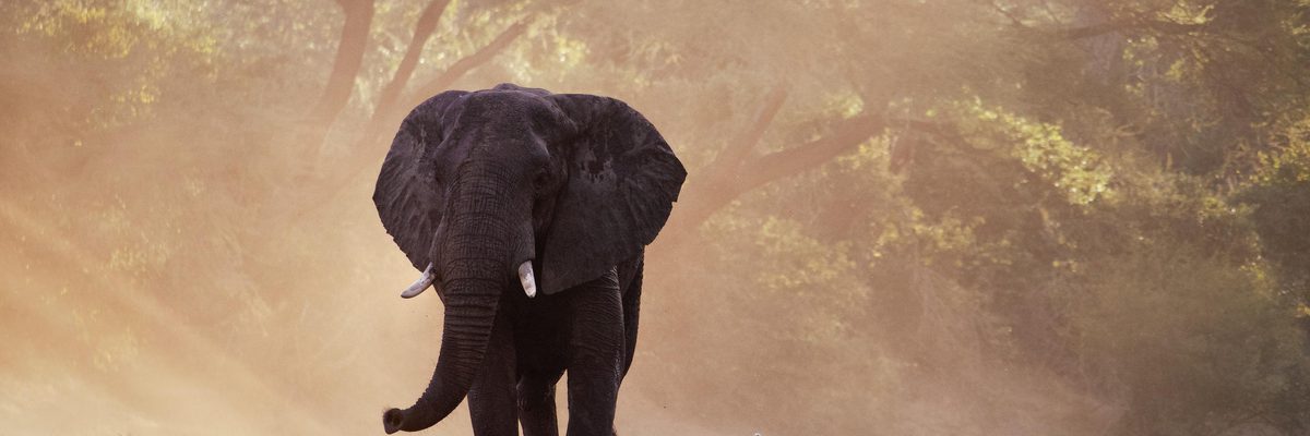 Elephant Walking Zambia