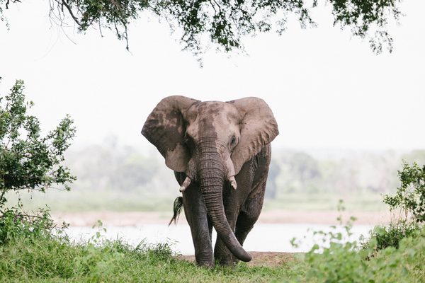 Elephants 011