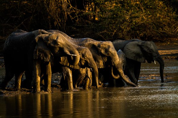 Elephants drinking from Kanga Pan