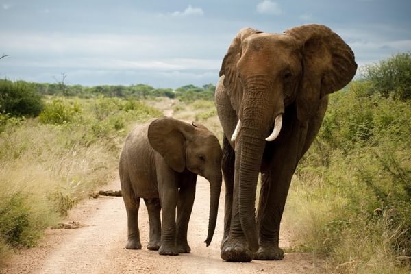 Elephants Madikwe South Africa