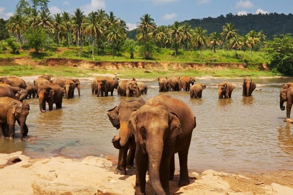 Elephants Sri Lanka