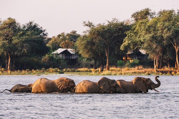 Elephants Swimming in front of Anabezi Camp