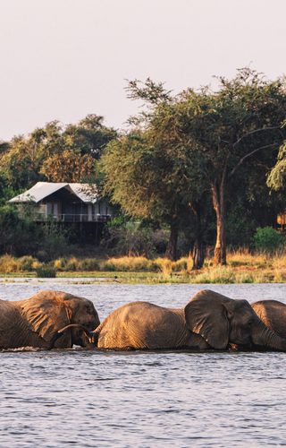 Elephants Swimming in front of Anabezi Camp
