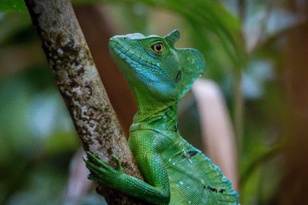 Emerald Basilisk Arenal Costa Rica min