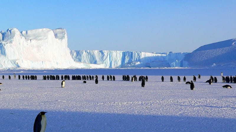 Emperor Penguins Antarctica