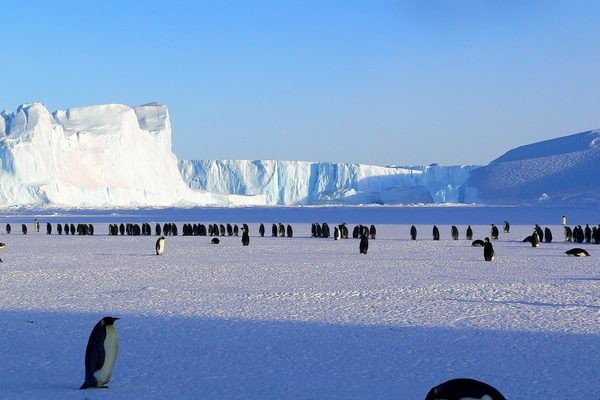 Emperor Penguins Antarctica