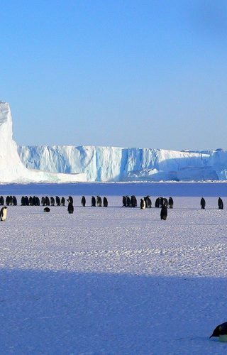 Emperor Penguins Antarctica