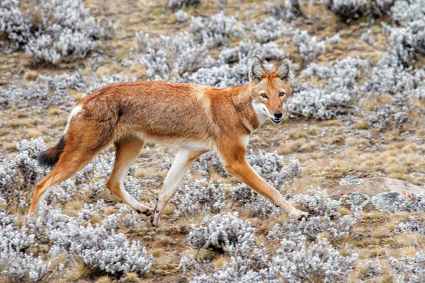 Ethiopian Wolf In Bale Mountain National Park