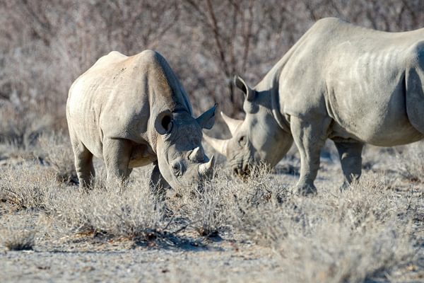 Etosha Heights  Wildlife  Rhino11