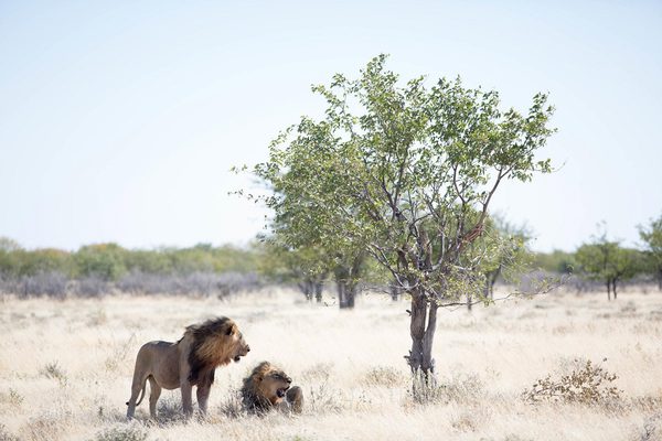 Ev Lions2
