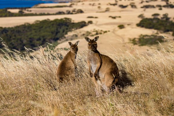 Exceptional Kangaroo Island Tours