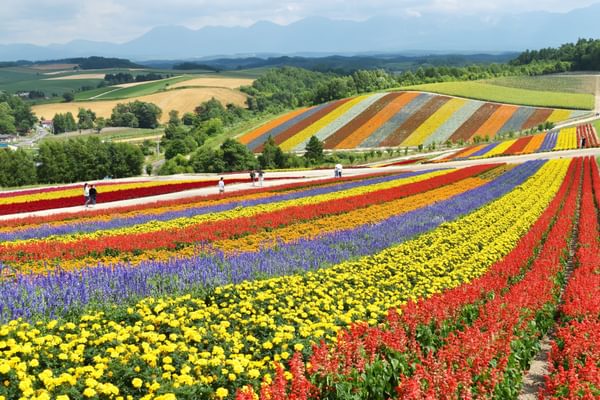 Flower fields H Okkaido Japan min