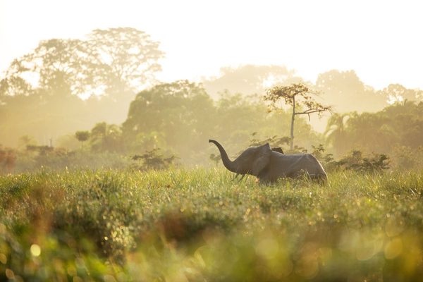 Forest elephant in the light Classic Portfolio Kamba Congo