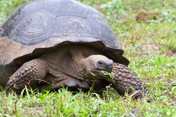 Galapagos tortoise Galapagos Ecuador