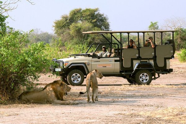Game drive Lions Gorongosa National Park Mozambique